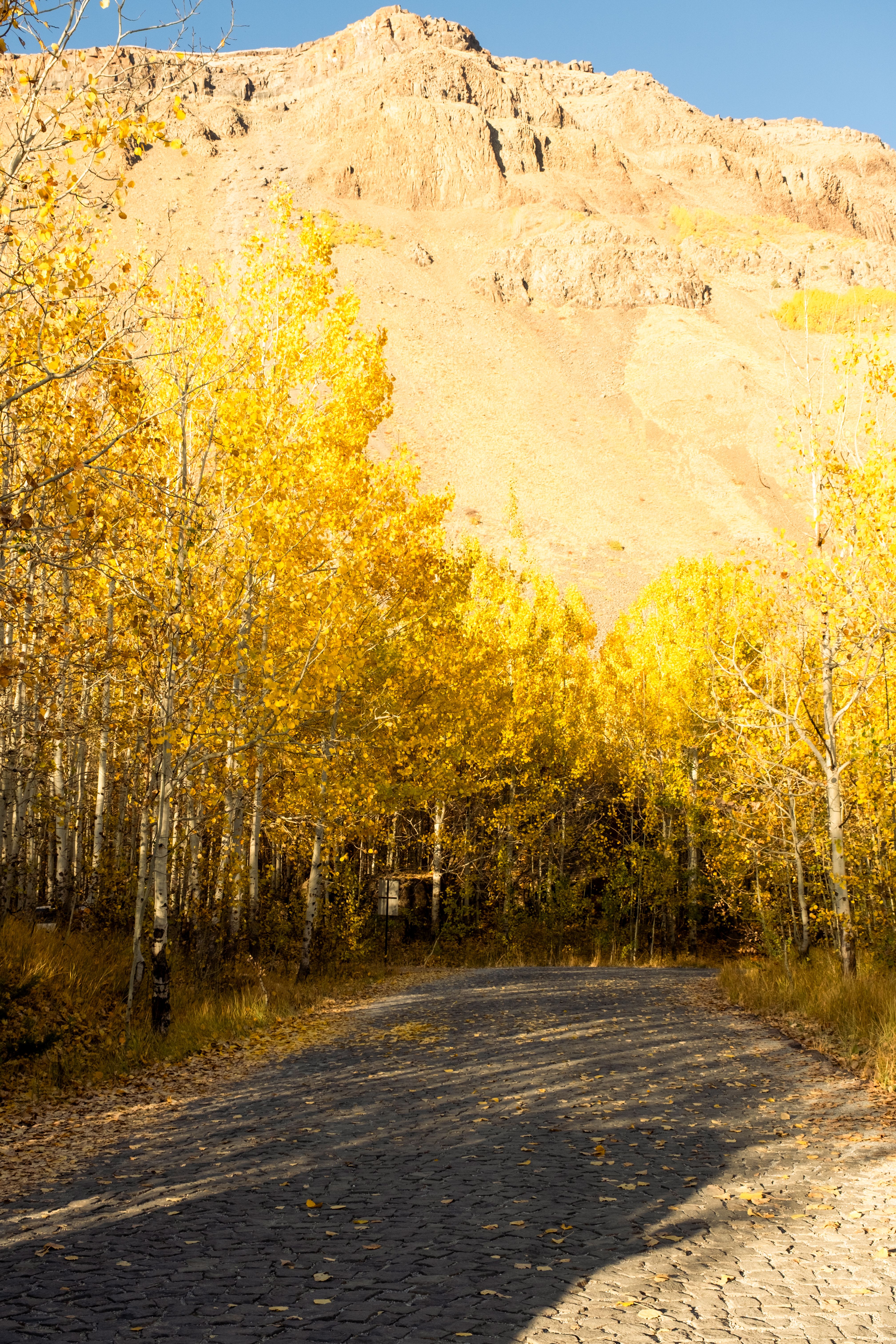 Scenic Autumn Pathway Through Golden Aspen Trees · Free Stock Photo