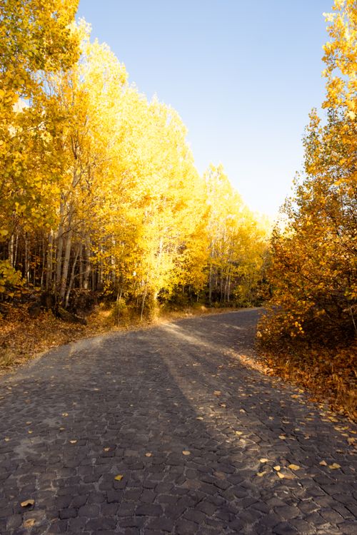 Free Charming autumn pathway with golden trees and fallen leaves under clear skies, perfect for fall nature images. Stock Photo
