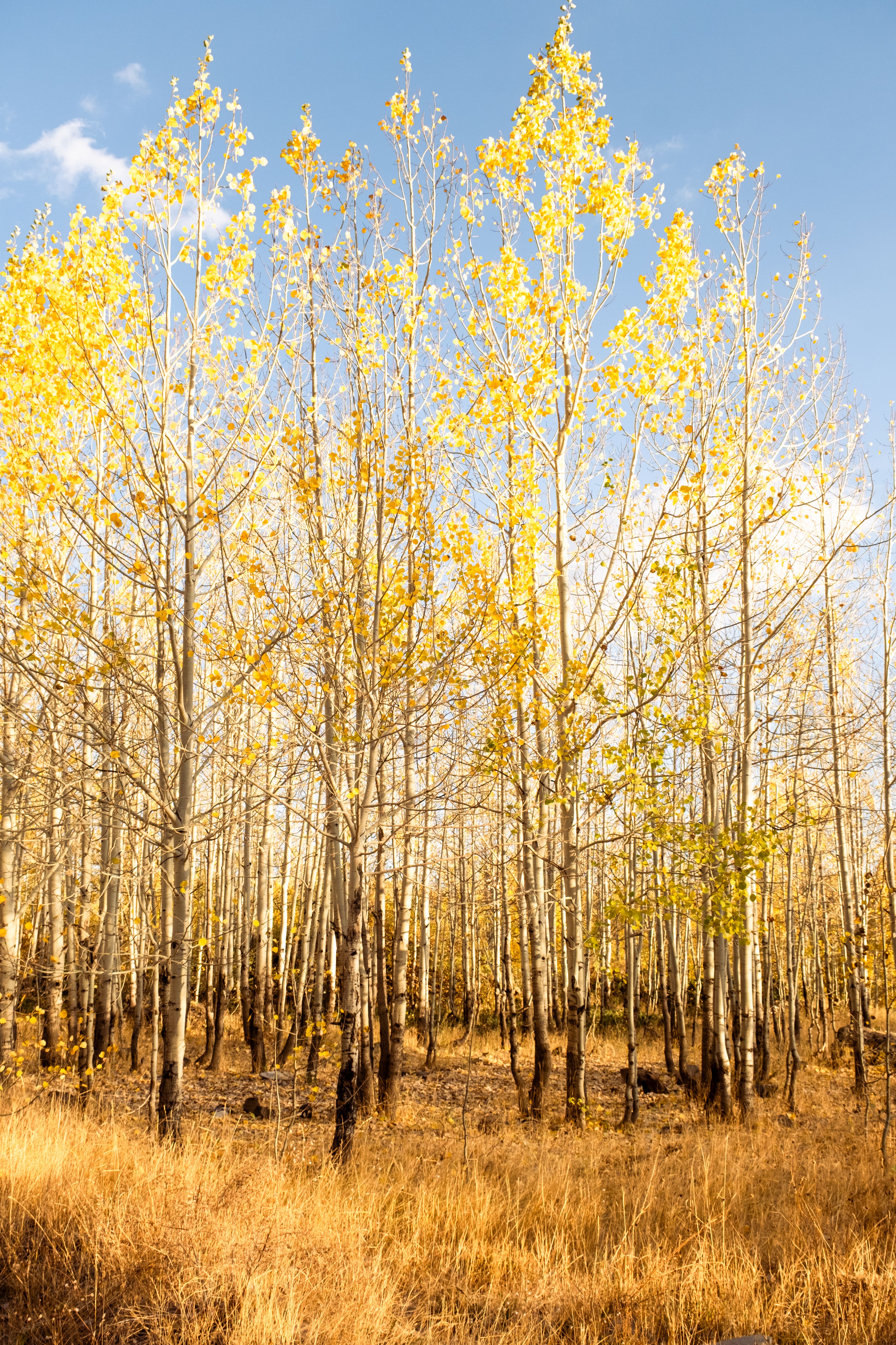 Golden Autumn Aspen Trees in Sunlit Forest · Free Stock Photo