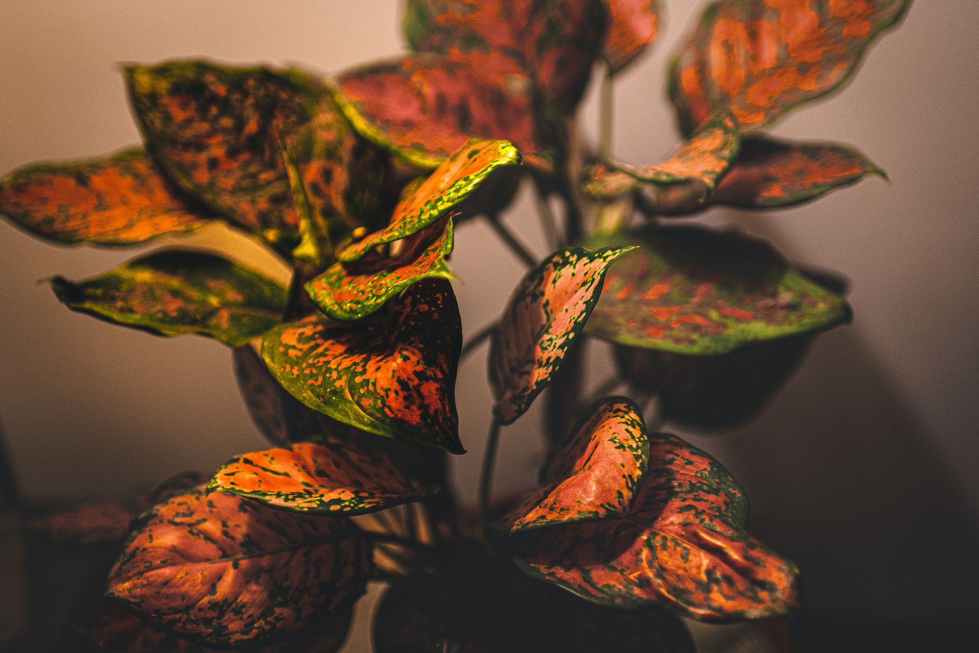 Tanaman Aglaonema di Akar Jaya Farm