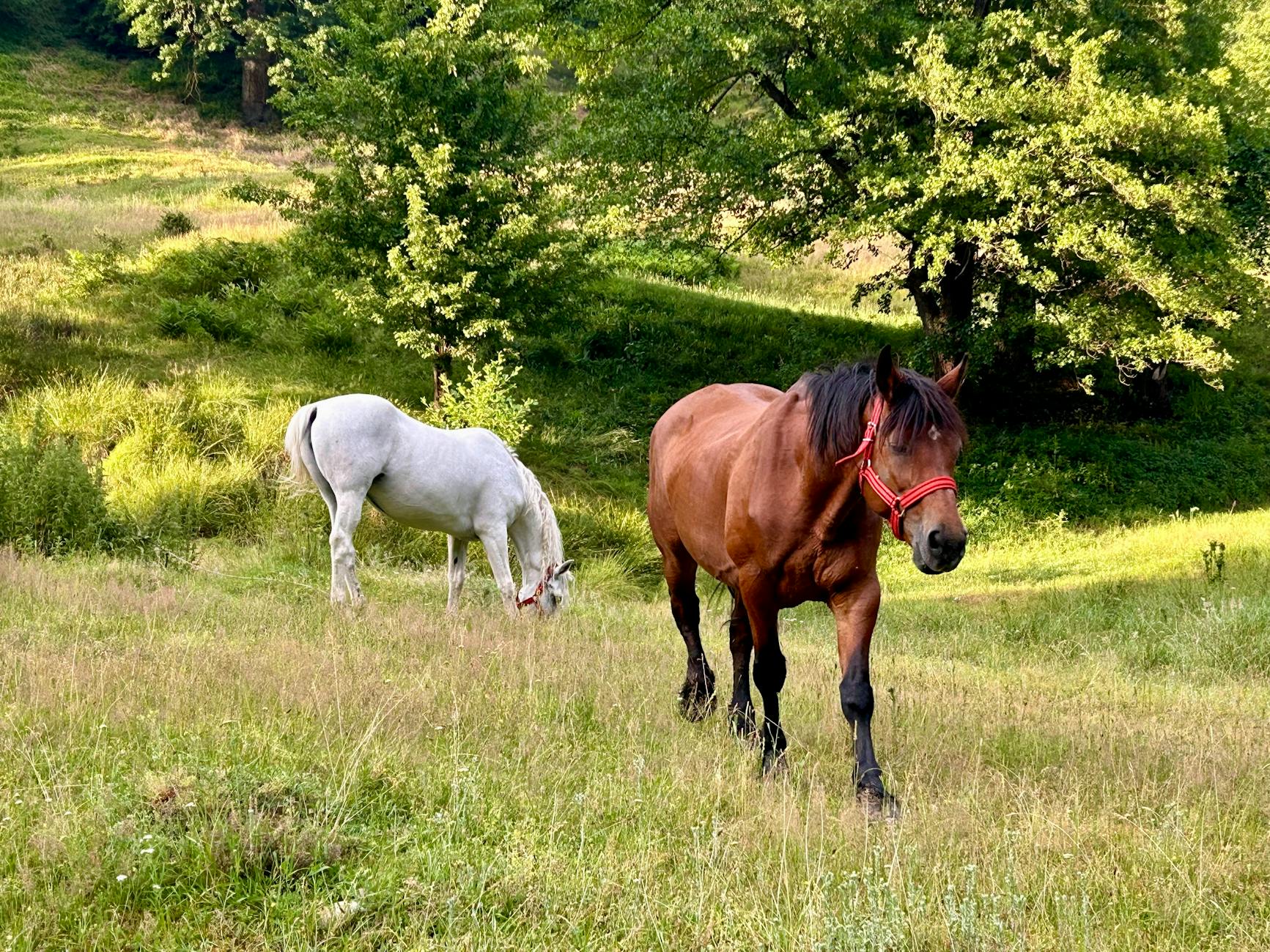 horse health monitoring