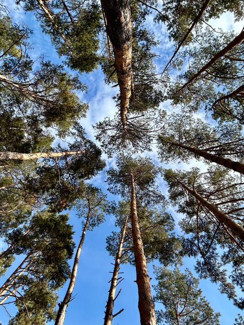 Free Upward view of towering pine trees against a vibrant blue sky. Stock Photo