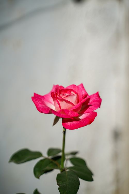 Free A stunning pink rose blooming against a soft blurred background, capturing its vivid beauty. Stock Photo