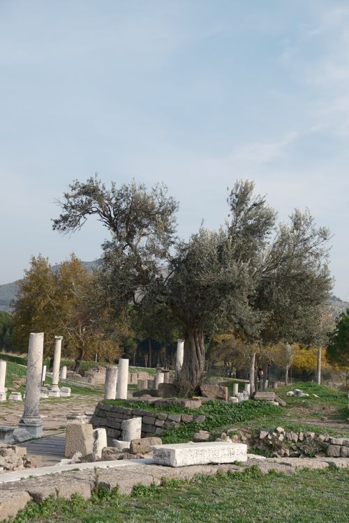 Free Explore ancient ruins scattered among olive trees in Bergama, İzmir, Türkiye. Stock Photo