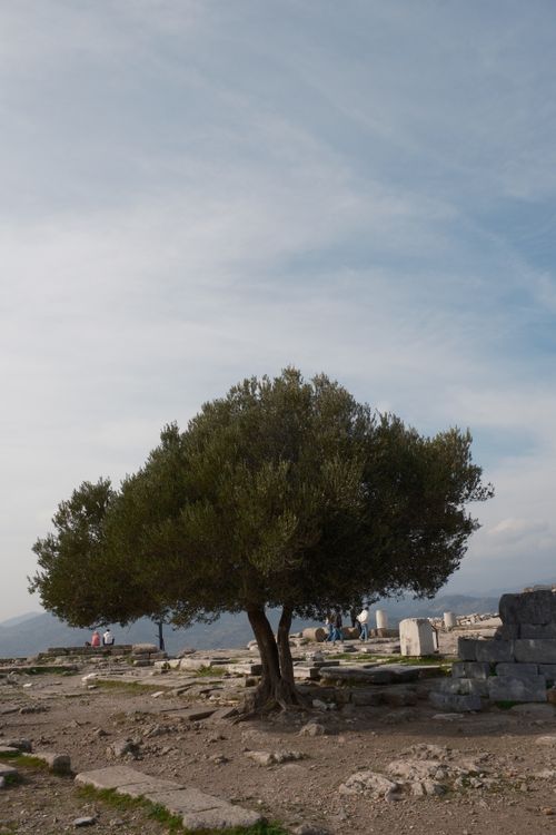 Free Olive tree stands amid ancient ruins in Bergama, Türkiye's stunning landscape. Stock Photo