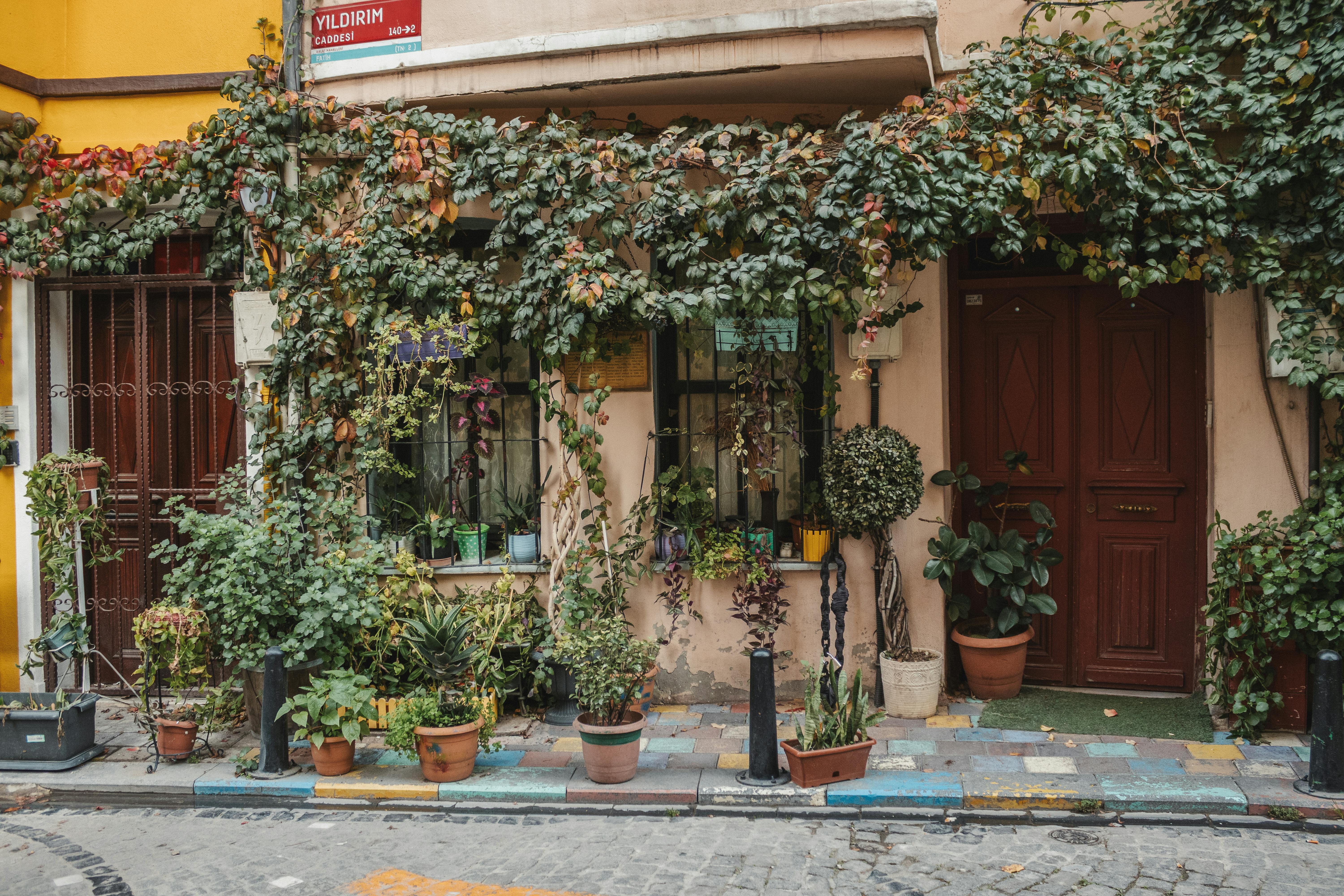 A quaint urban street facade covered in leafy vines and potted plants with colorful accents.