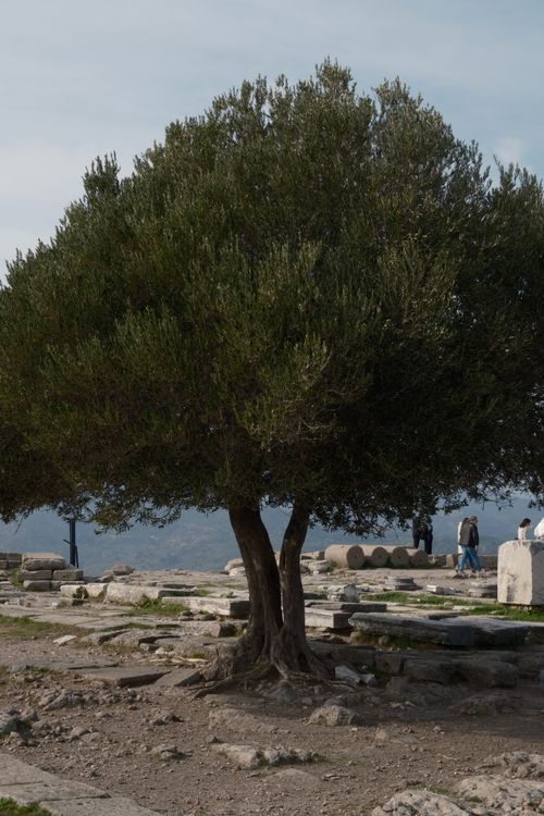 Free A majestic olive tree amid ancient ruins in Bergama, İzmir, Türkiye. Stock Photo