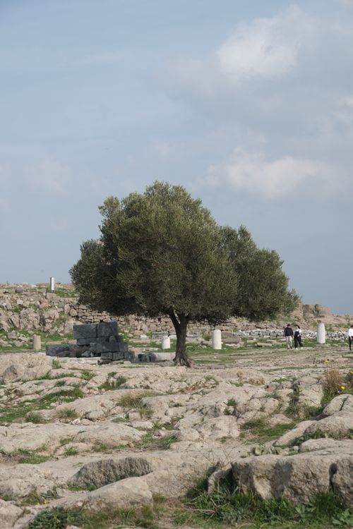 Free Olive tree stands amidst ancient ruins in Bergama, İzmir, Türkiye, offering a touch of nature. Stock Photo