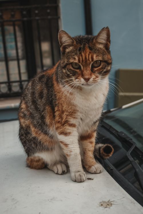 Free Detailed shot of a calico cat sitting on a car in an urban setting, showcasing its unique fur pattern. Stock Photo