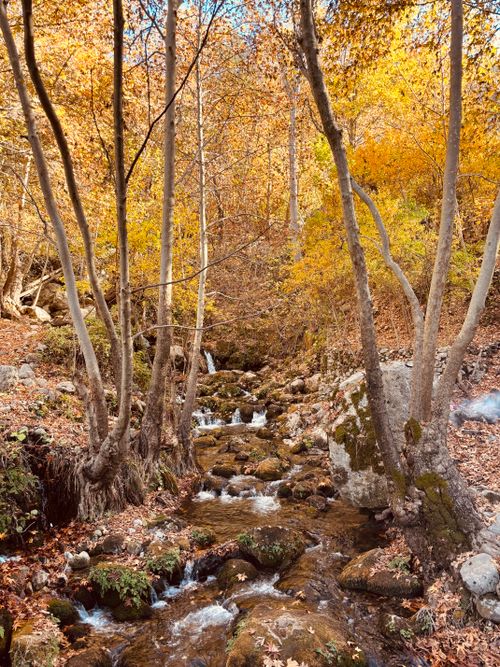 Free Tranquil stream flowing through a vibrant autumn forest in Diyarbakır, Türkiye. Stock Photo