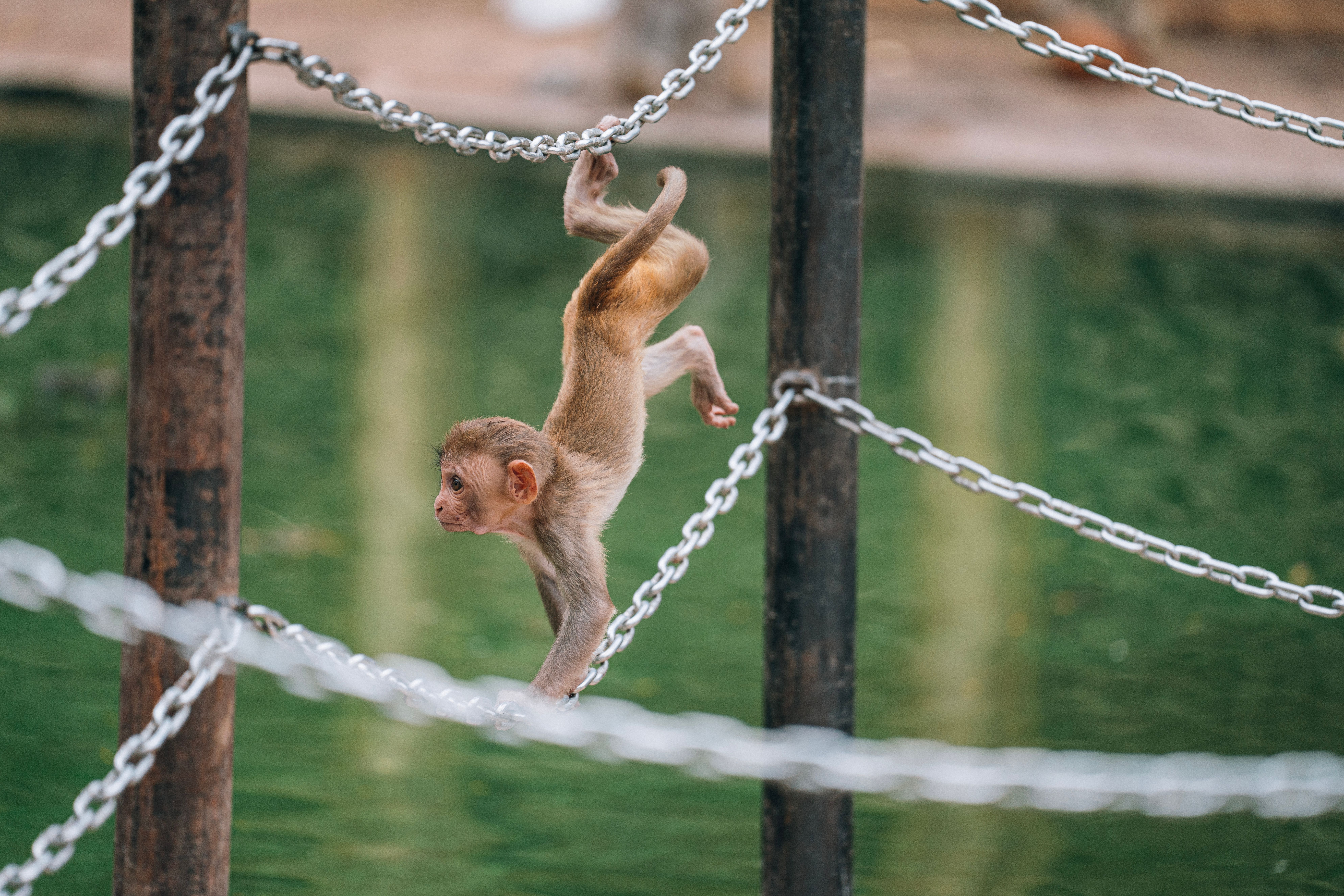 The Monkey Bridge