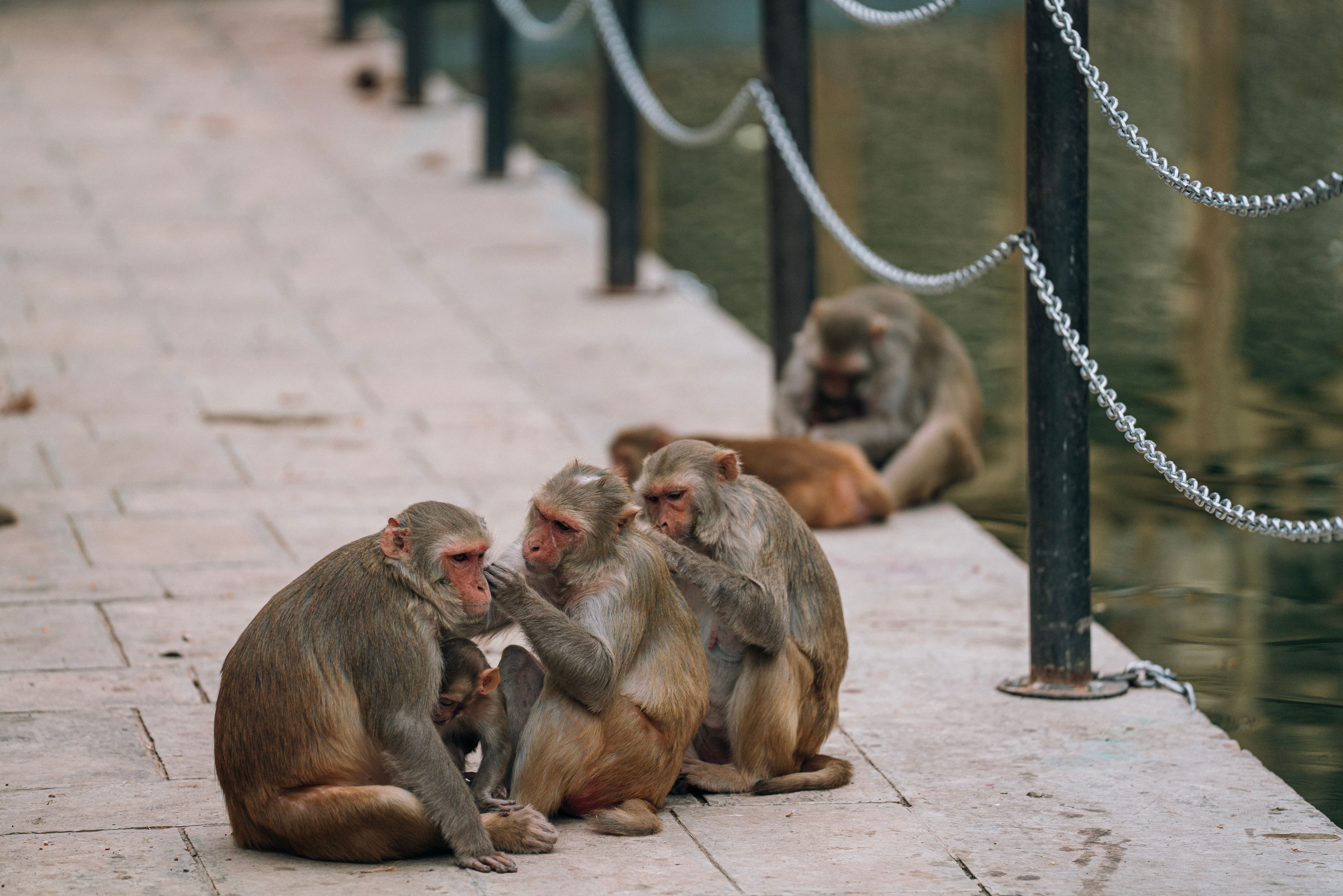monkeys aggressive humans