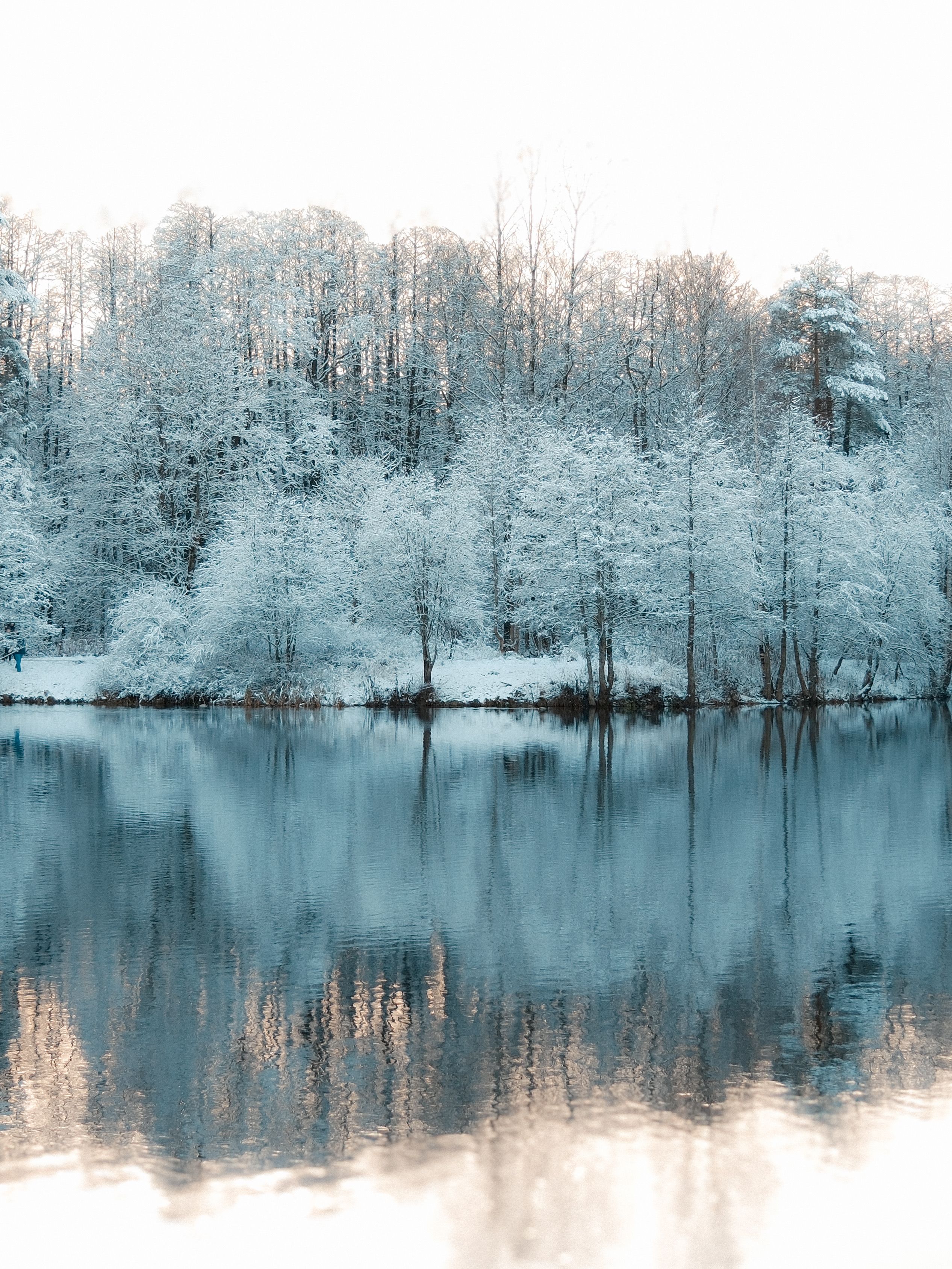 Serene Winter Landscape with Snow-Covered Trees · Free Stock Photo