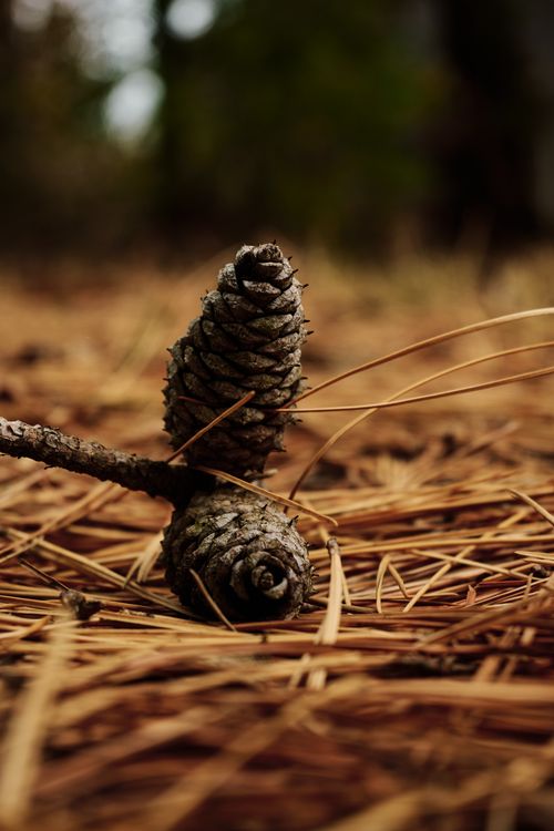Free Autumn scene with pine cones and needles on forest floor, offering a rustic and earthy ambience. Stock Photo