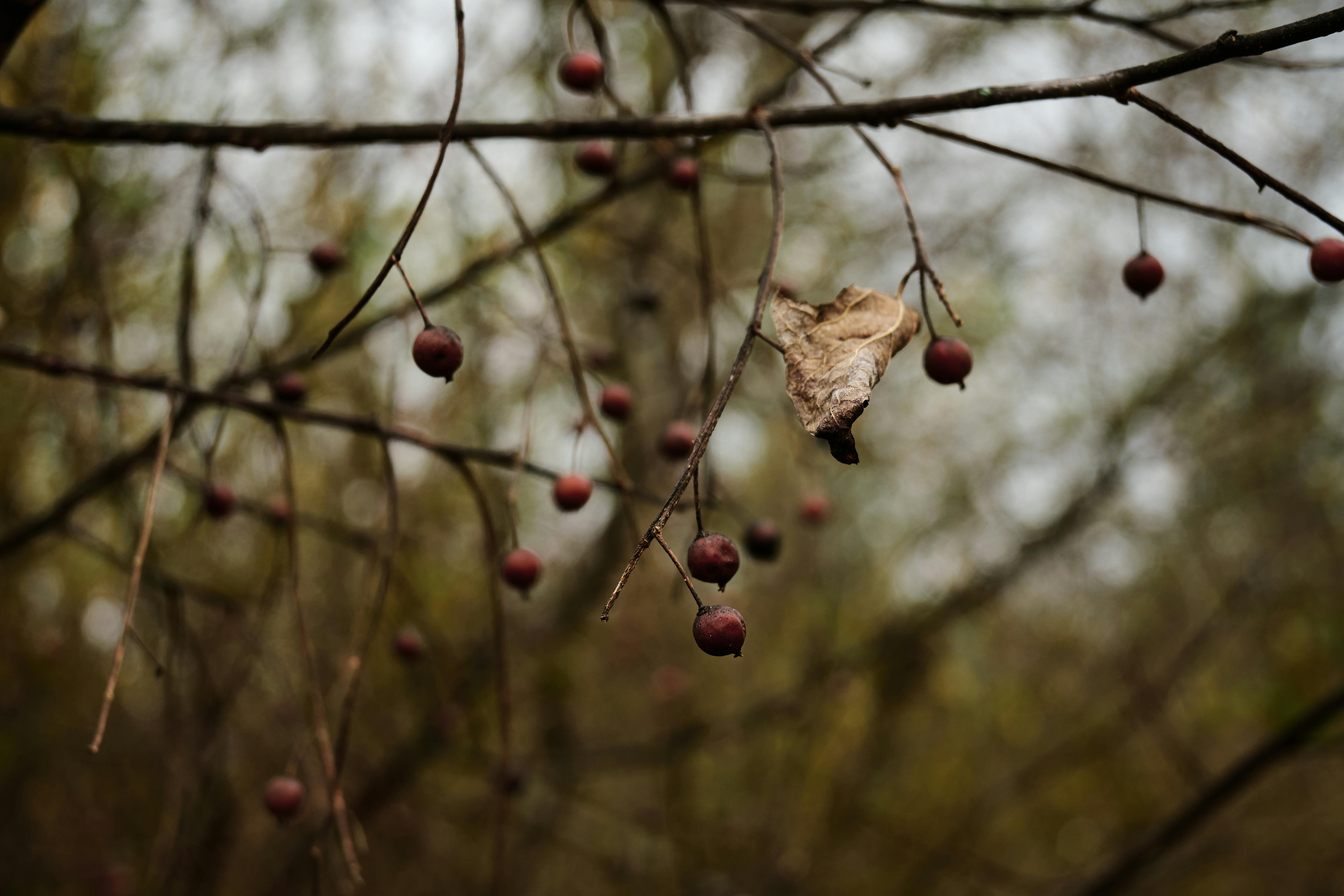 Free stock photo of autumn, berries, berry bush