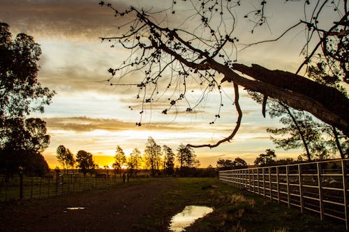 Free stock photo of farm, sunset, water