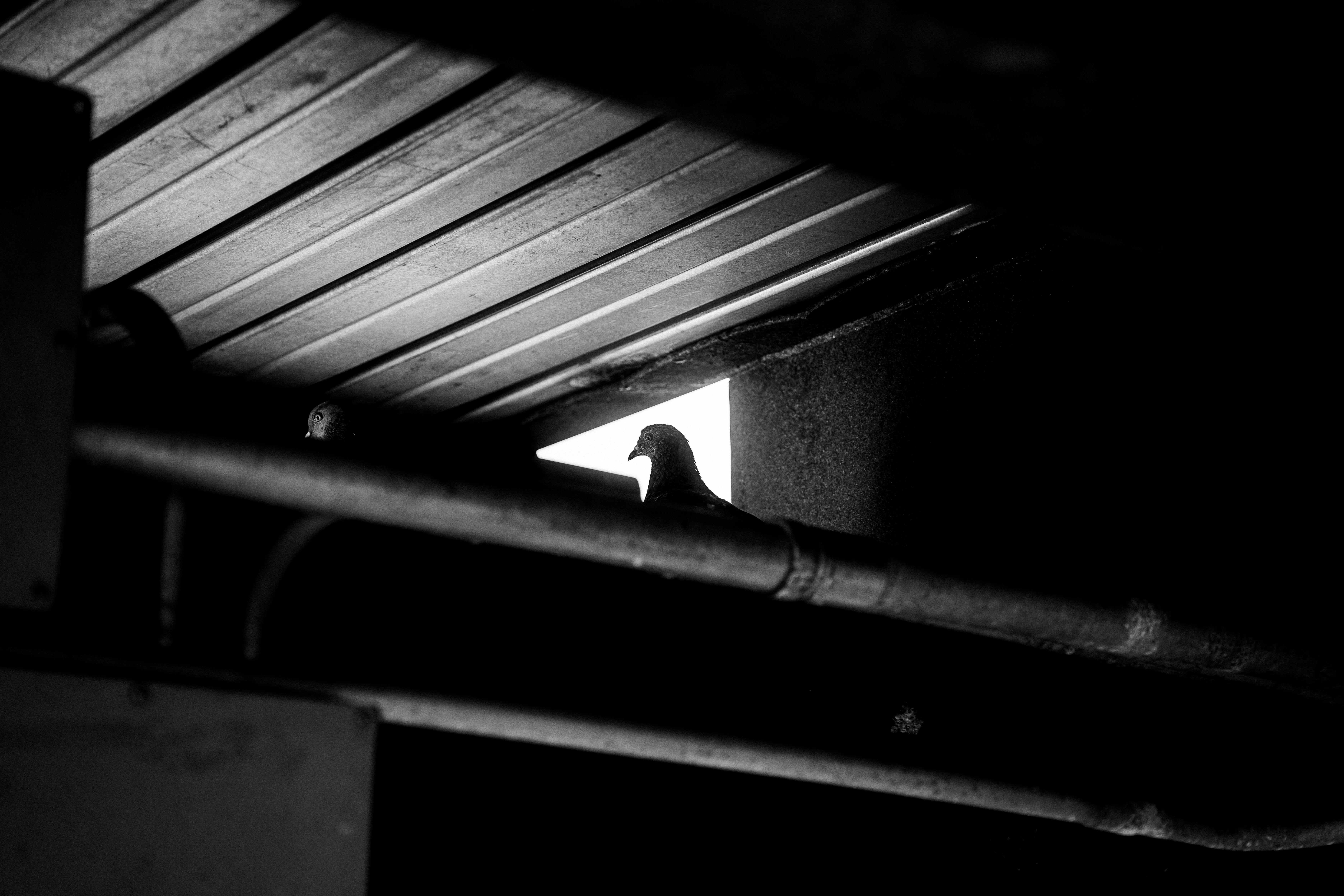 Urban Wildlife and Ecosystem Support: Building a Sustainable City