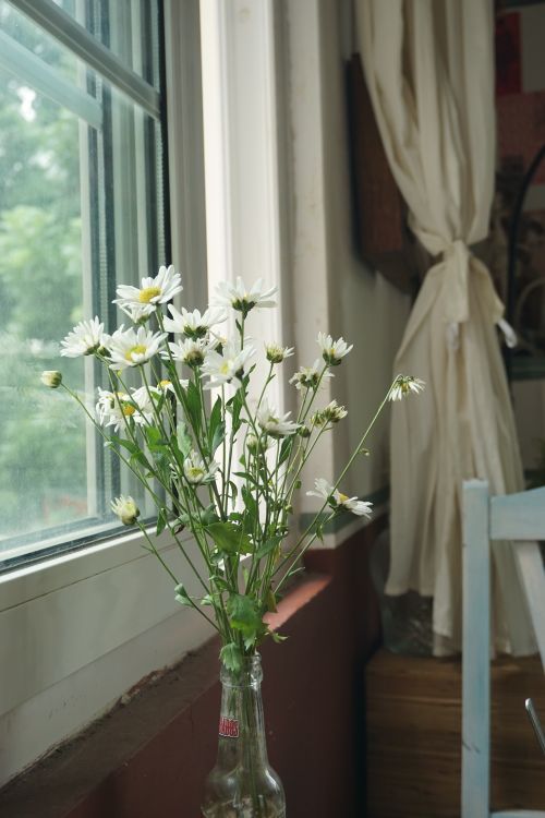 Free White daisies in a glass bottle by a sunlit window, offering a serene indoor ambiance. Stock Photo