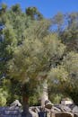 Ancient Ruins with Olive Tree and Blue Sky