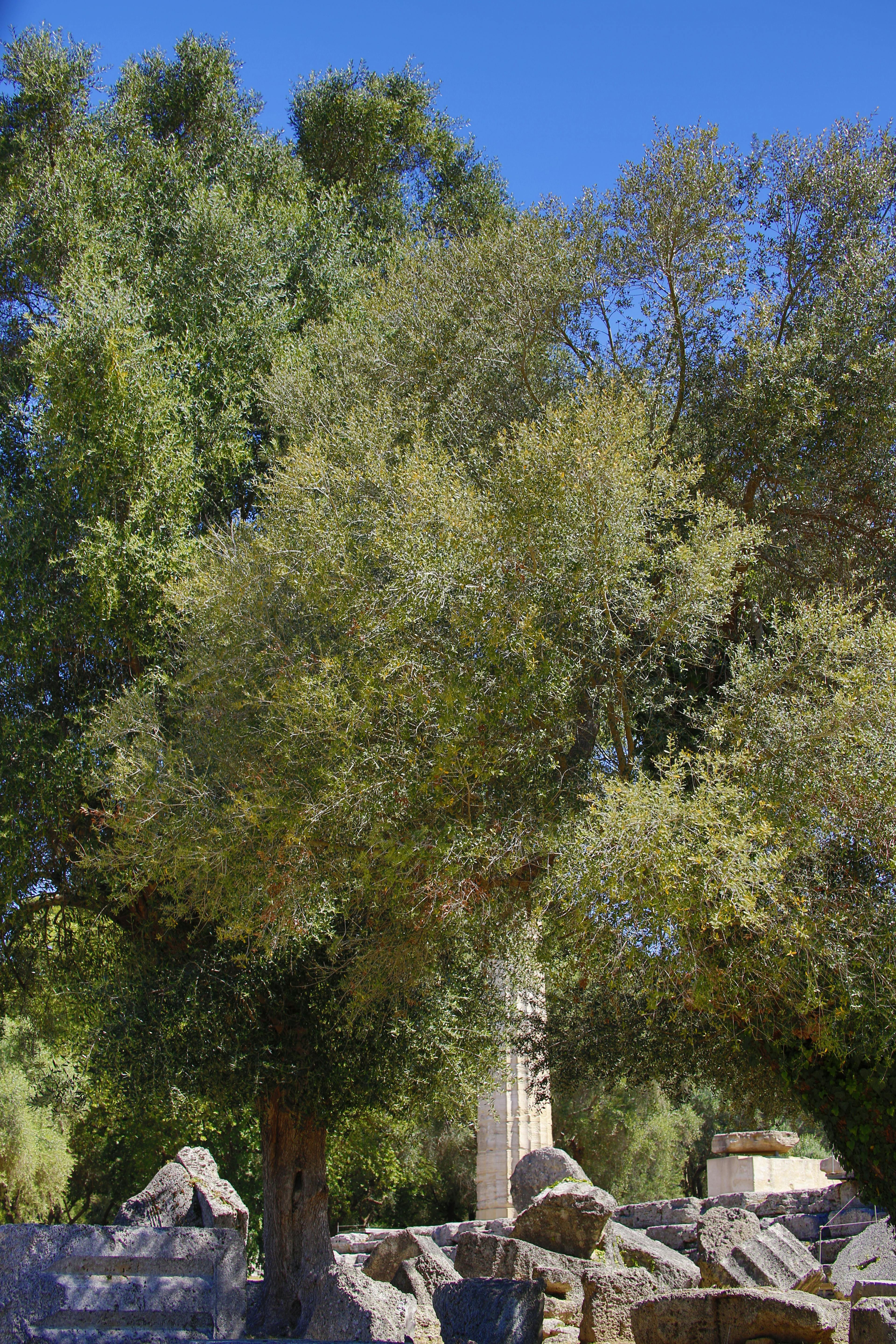 Ancient Ruins with Olive Tree and Blue Sky