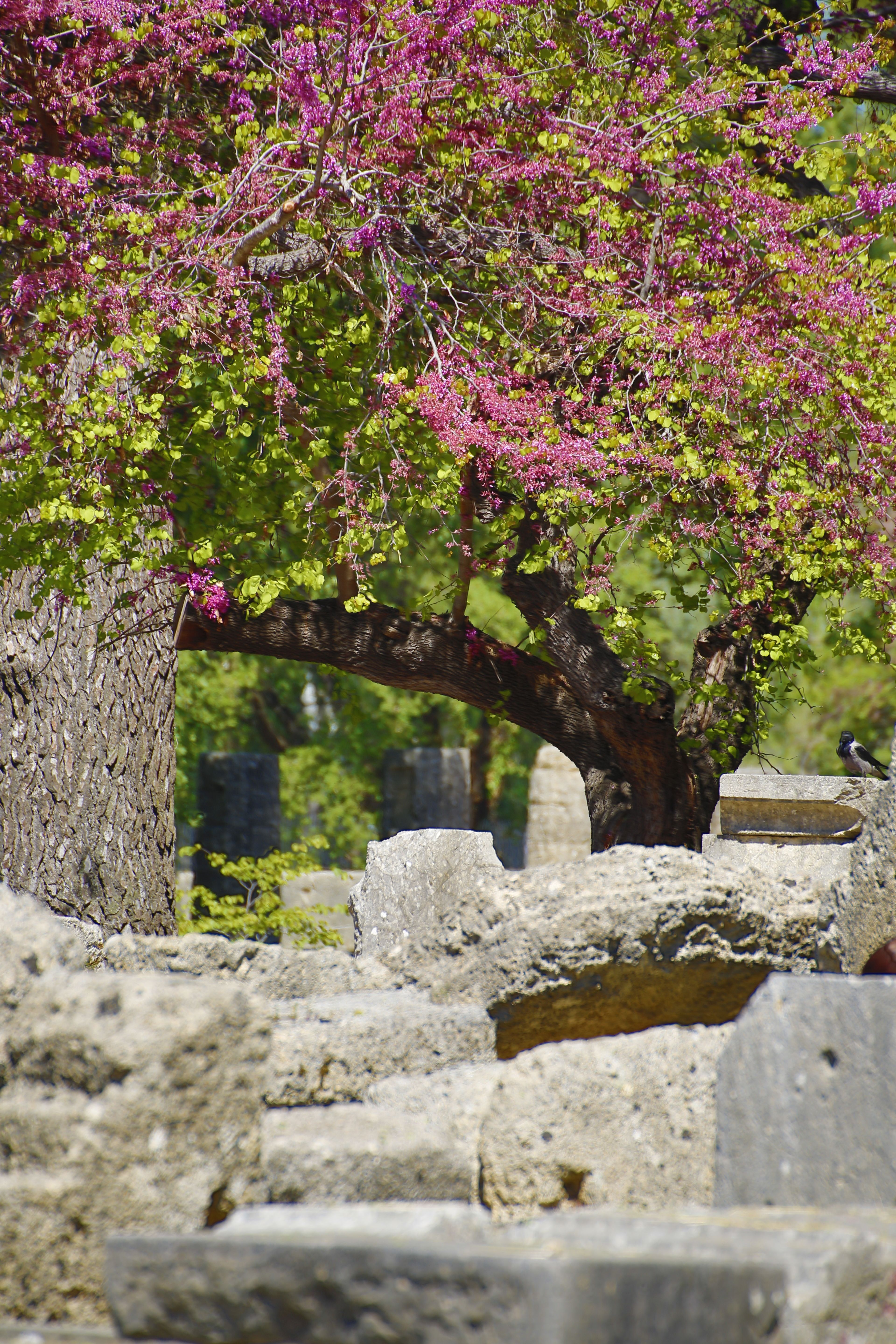Blooming Pink Tree in Ancient Stone Ruins · Free Stock Photo