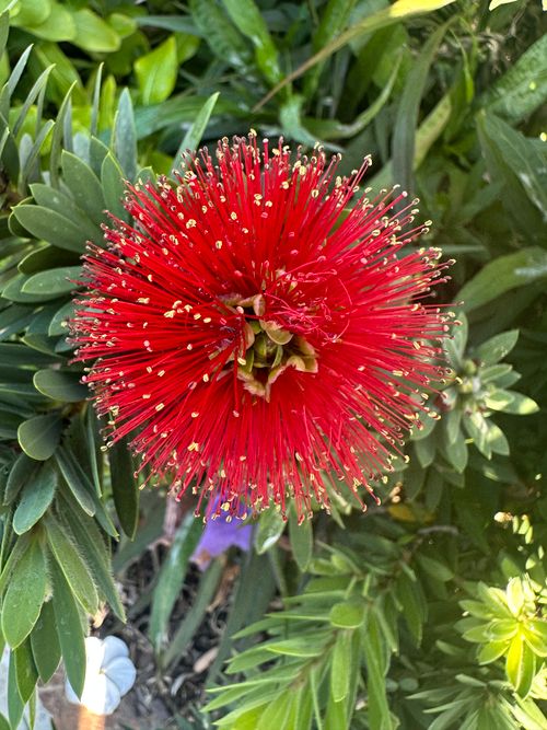 Free Close-up of a striking red flower in full bloom surrounded by lush green leaves, showcasing nature's beauty. Stock Photo