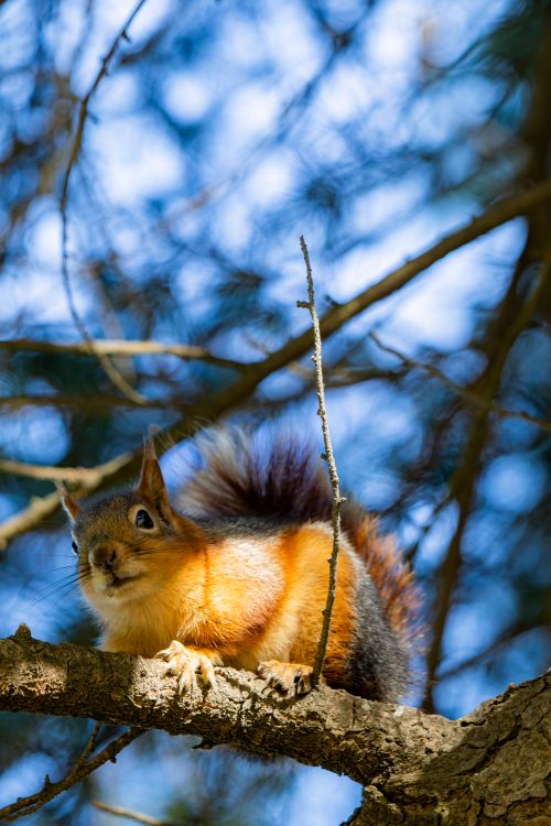 Free A red squirrel perched on a branch in a sunlit forest setting. Stock Photo