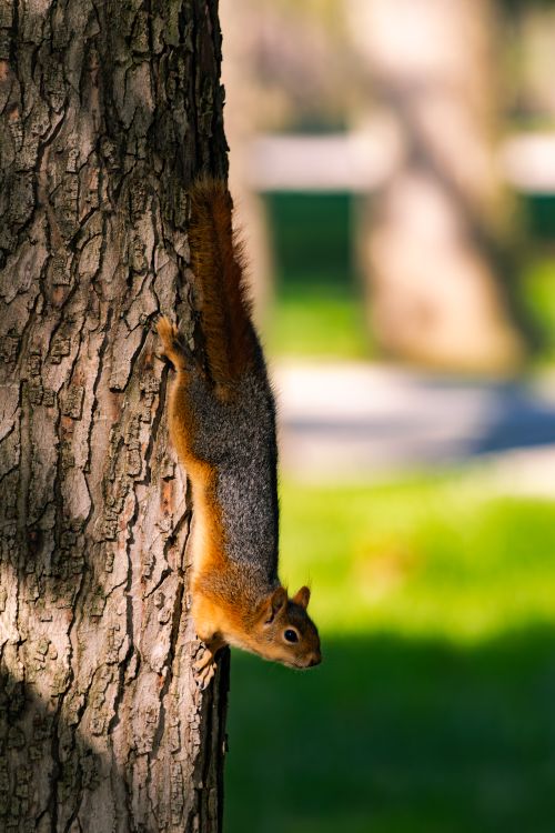 Free A lively squirrel climbs down a tree trunk in a brightly lit park setting. Stock Photo