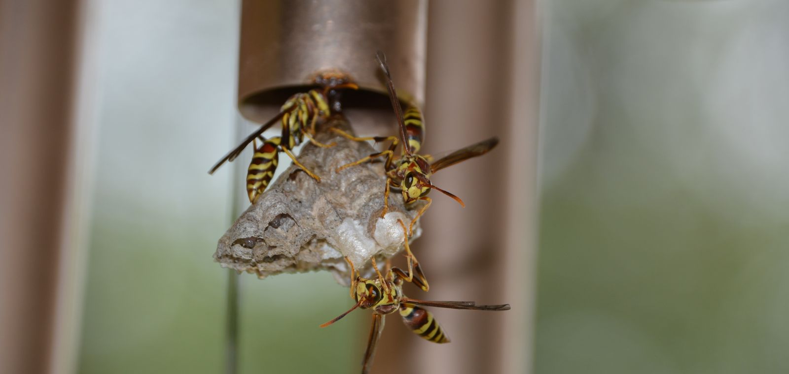 Paper wasps building a nest