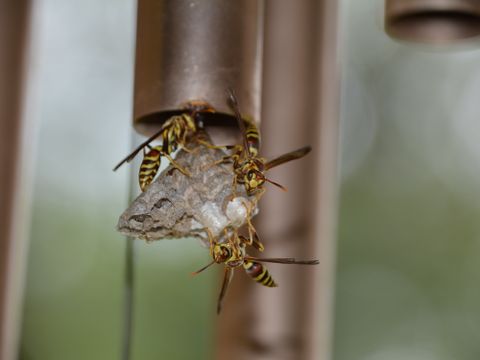 Paper wasps building a nest