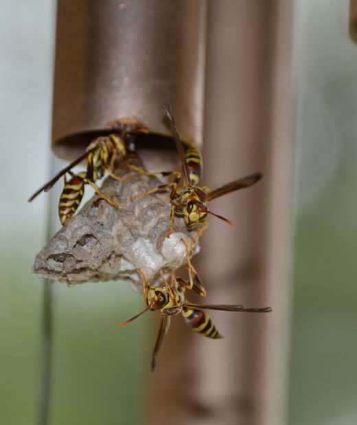 Paper wasps building a nest