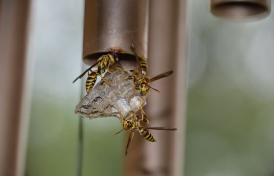 Paper wasps building a nest