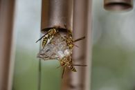 Close-up of paper wasps constructing their nest outdoors in San Antonio, Texas, showcasing detailed insect behavior and natural textures.