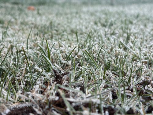 Free Close-up of frosty grass blades on a cold winter morning, showcasing fine ice crystals. Stock Photo
