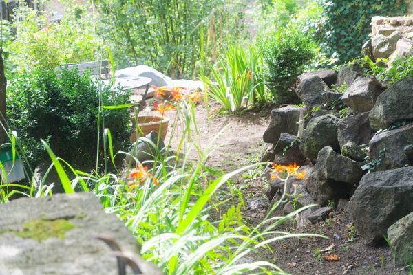 Hémérocalles orange dans une rocaille avec arbustes et chemin de pierre
