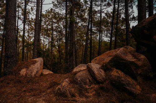 Free Explore the serene beauty of a pine forest with large boulders and earthy tones. Stock Photo