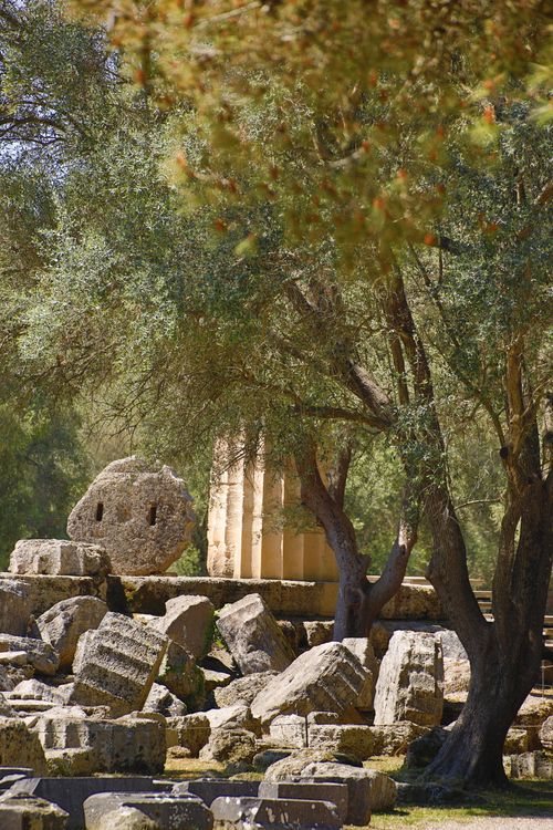 Free Ancient Greek ruins amidst olive trees, evoking history and nature's beauty. Stock Photo