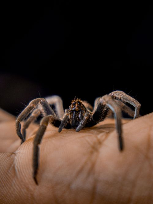 Free Intimate macro shot of a spider resting on a person's hand, highlighting its intricate details. Stock Photo