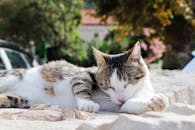 Relaxing Cat Lounging in Sunny Ston, Croatia