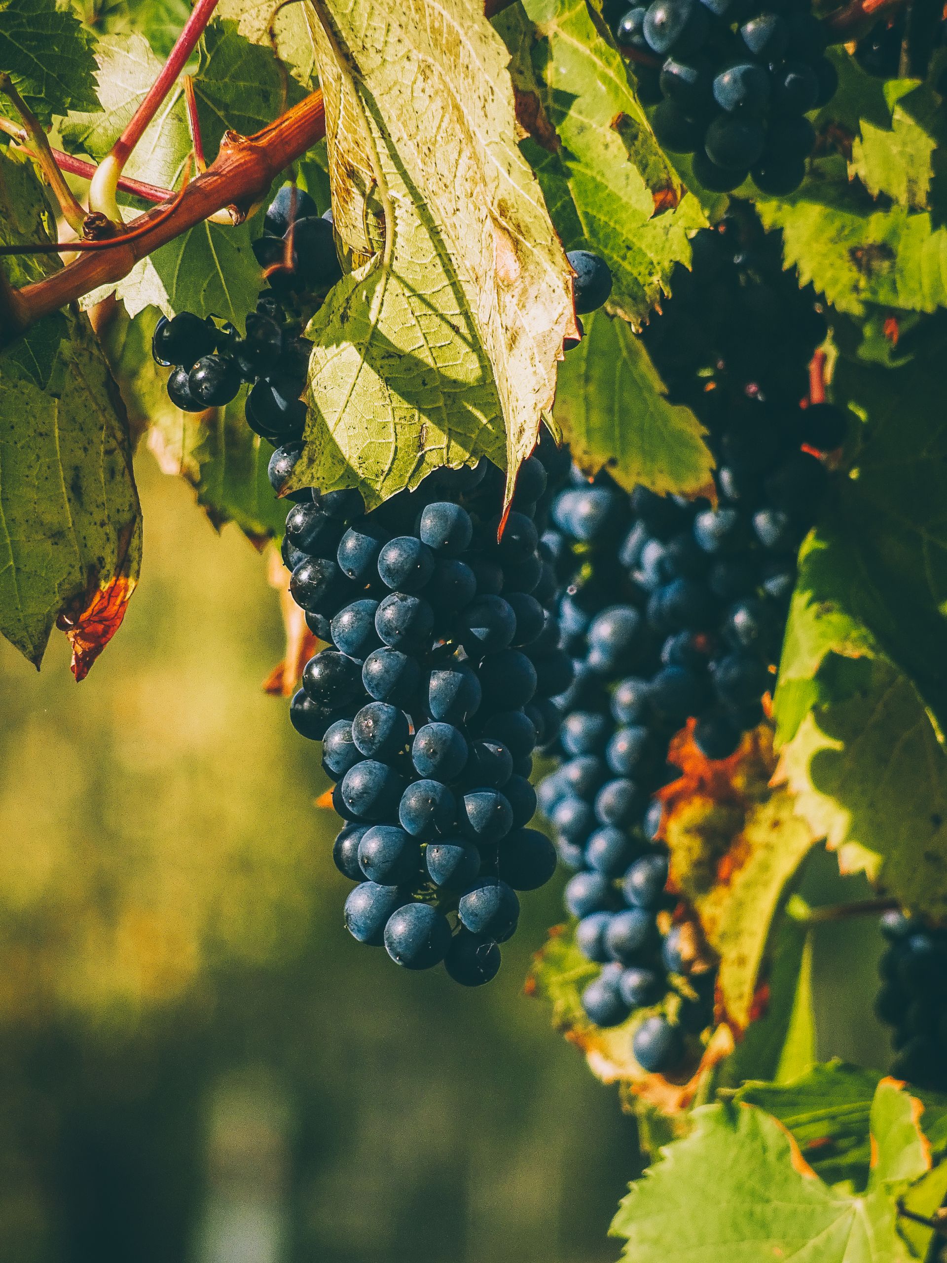 Ripe grapes growing on a vine in Gheorgheni, Romania.