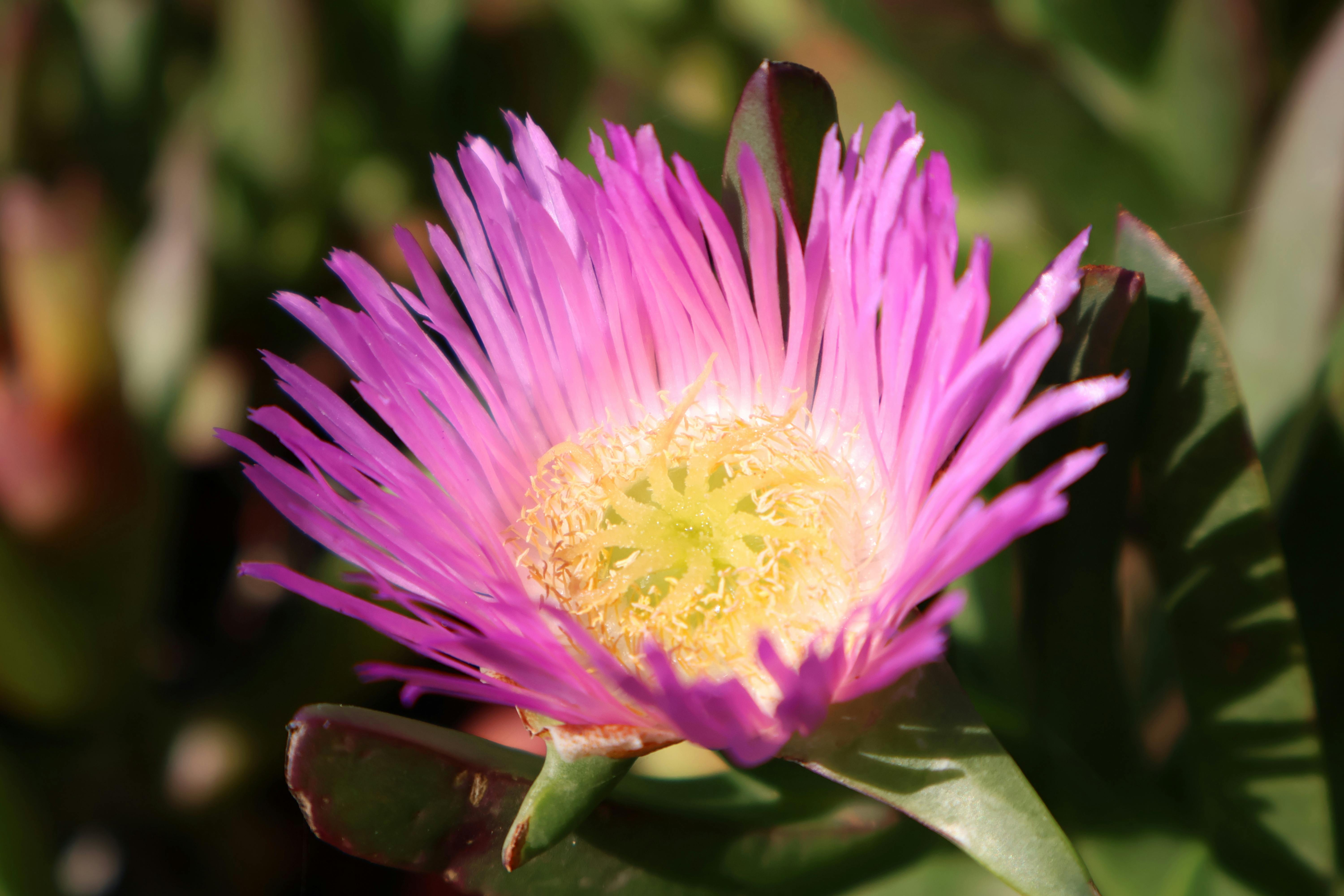 富岡鐵道藝術生活節 張善政讚鐵道與花海雙重魅力