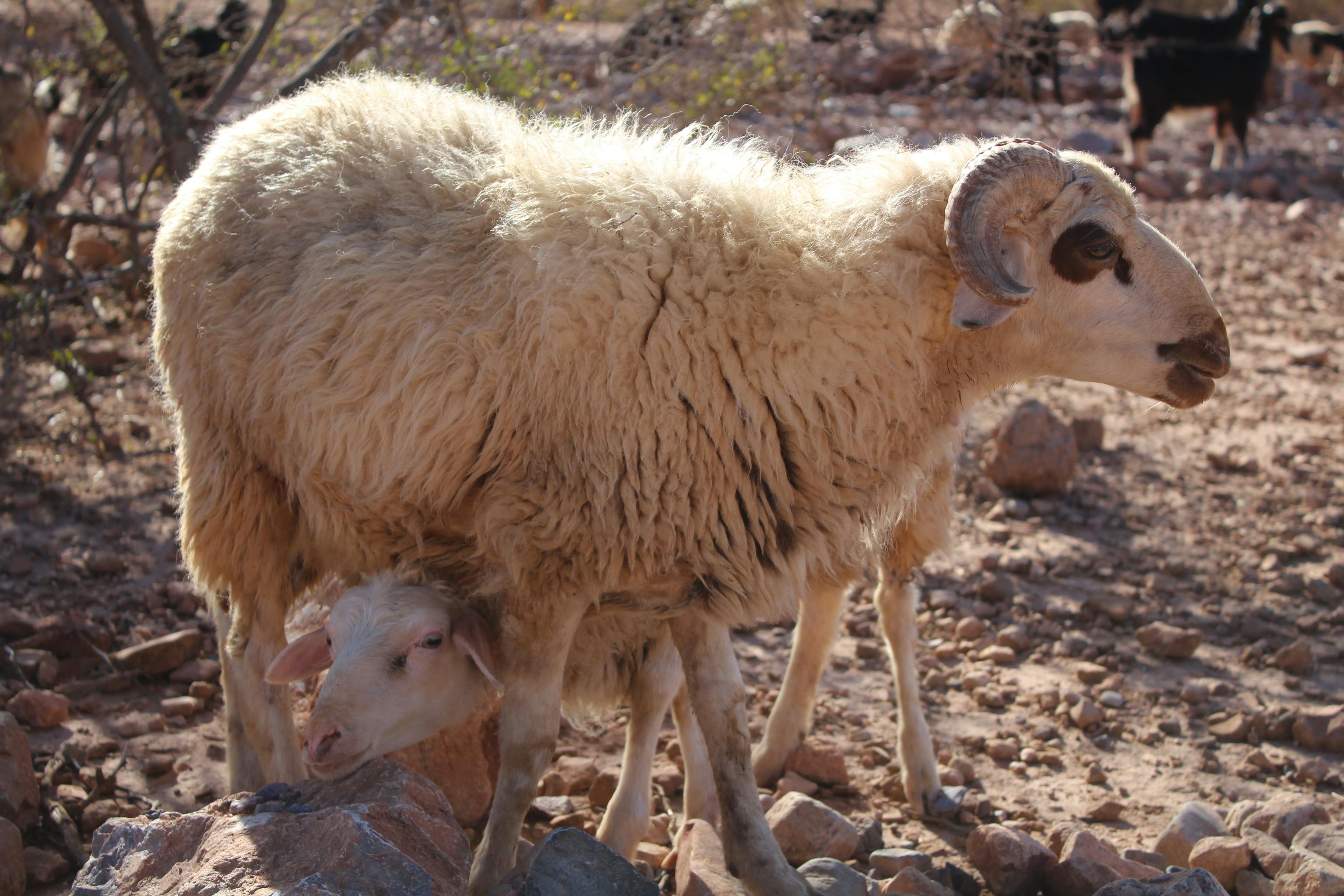 Gratuit Une brebis et son agneau dans un paysage désertique marocain rocailleux. Photos