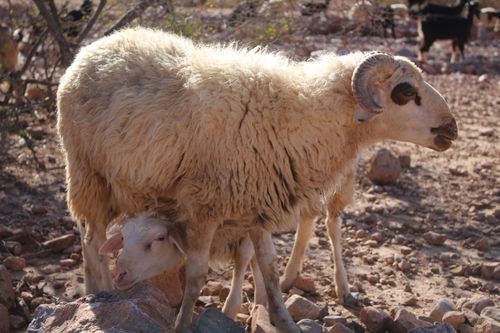 Free A mother sheep with her lamb in a rocky Moroccan desert landscape. Stock Photo