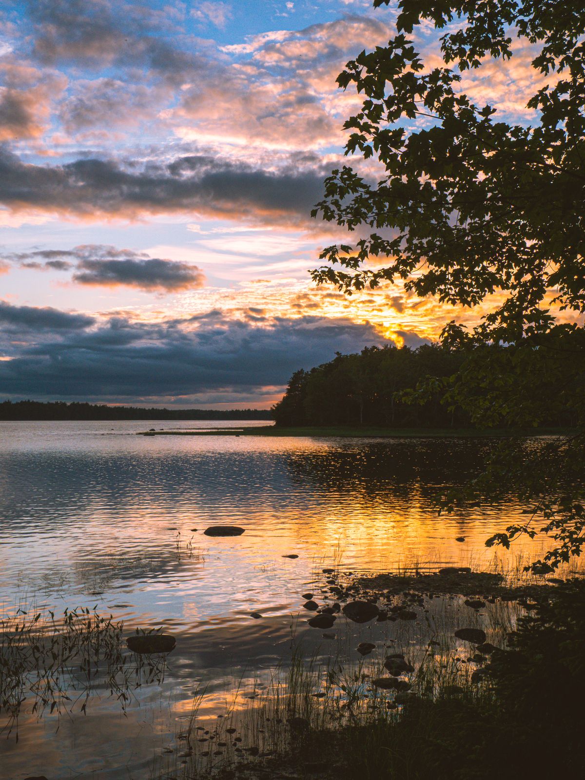 Serene Lakeside Sunset through Pine Trees · Free Stock Photo
