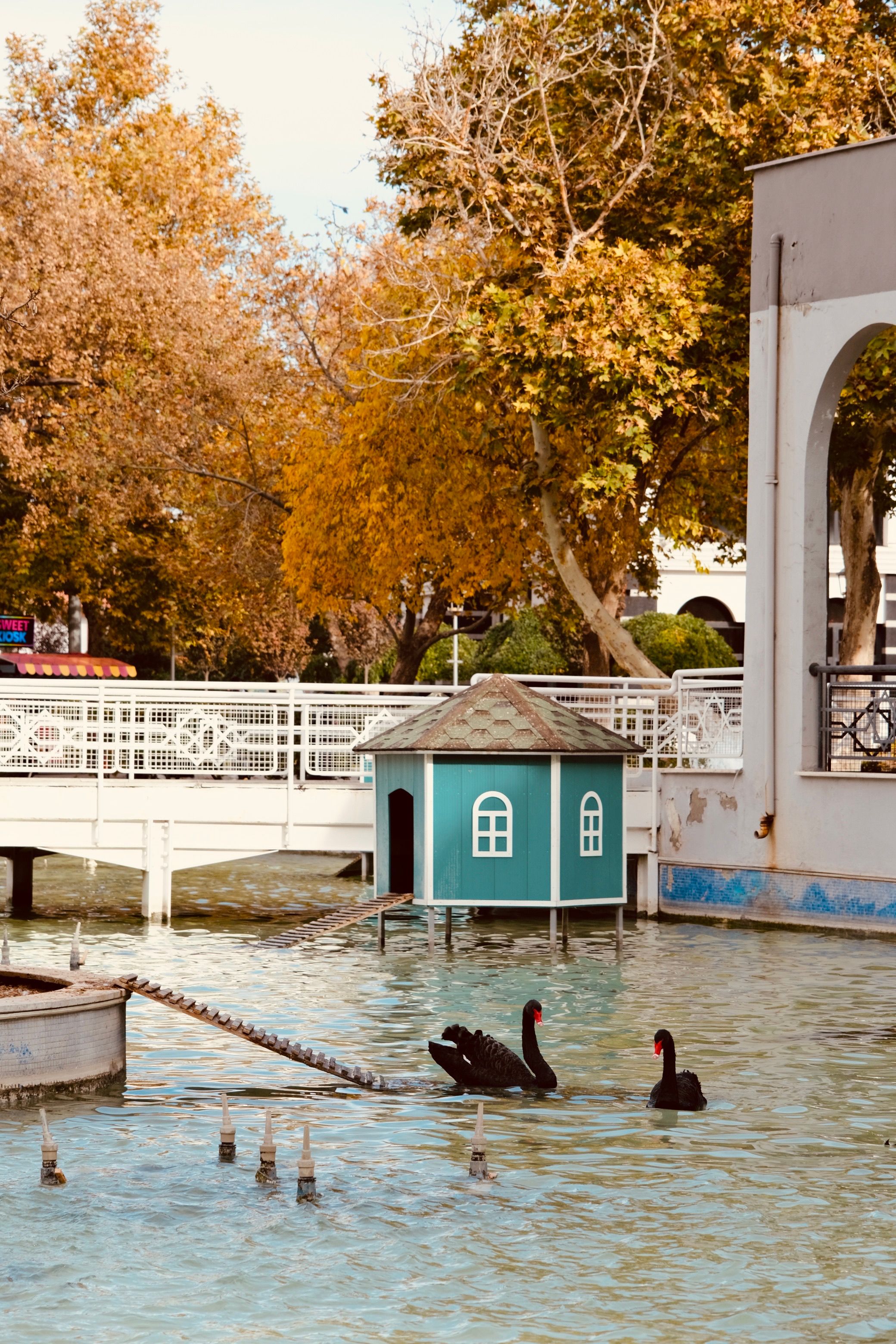 Black swans swim by a colorful duck house amidst autumn leaves in a serene park setting.