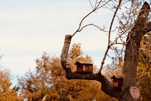 Free Two rustic birdhouses on a tree branch surrounded by fall foliage. Stock Photo