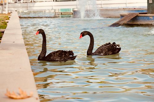 Free Two black swans gracefully swim in a serene pond, showcasing nature's beauty. Stock Photo