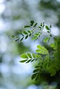 Close-up of Green Leaves Against Blurred Background