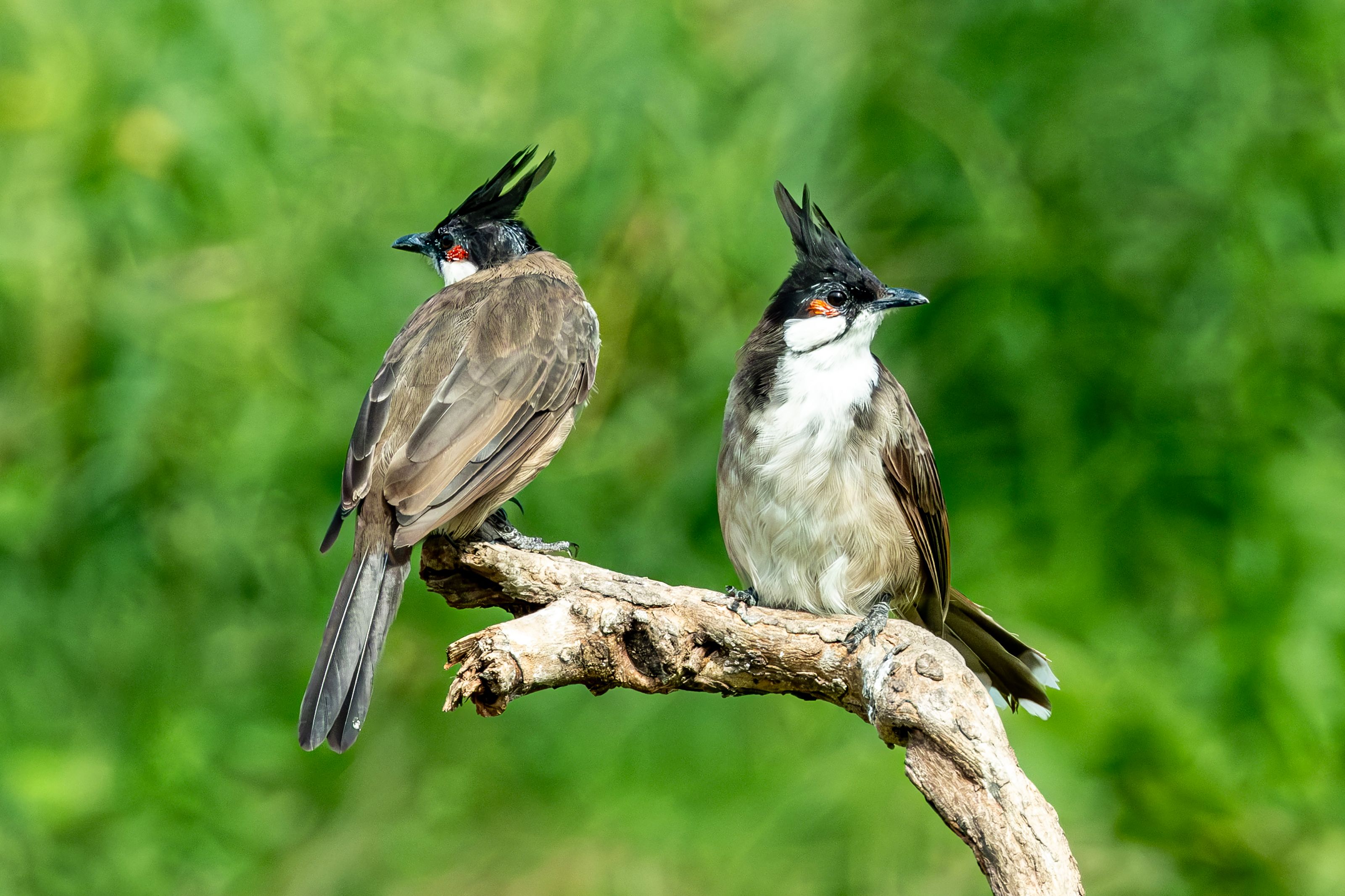 Red-whiskered Bulbuls Perched on Branch in Nature · Free Stock Photo