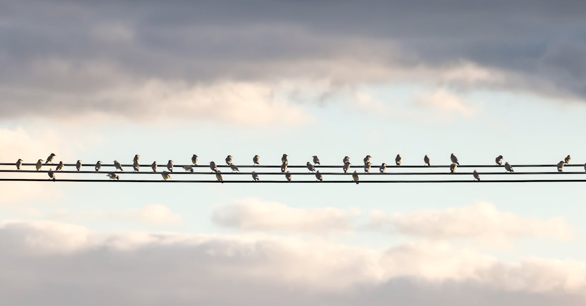 財經:聞泰集團促安世荷蘭積極回應 溝通解決控制權爭議